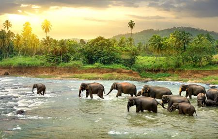 ТОП 5 забележителности в Шри Ланка, които да посетим